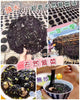 💥現金價💥👑 紫菜中的貴族 · 頭水紫菜 👑 📦 約30克/包 ▶️ 約2-4片（偏差±5G）🚚 付款後約8星期到貨（手工限量，值得等！）